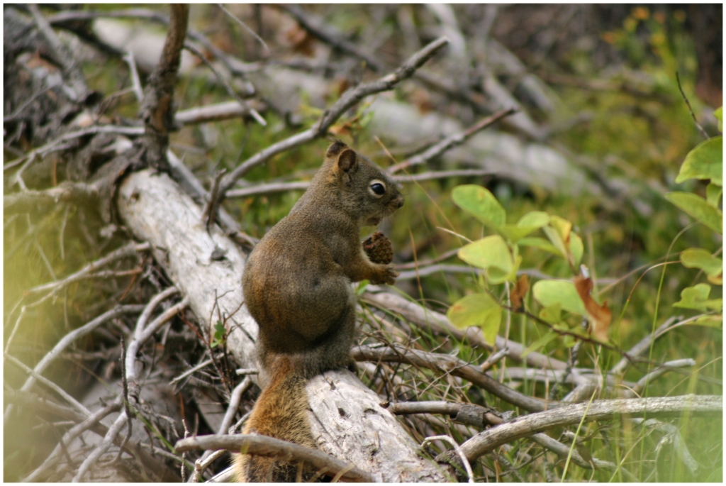 01 - Grand teton NP (35).jpg